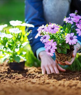 Las plantas con flores para sembrar en septiembre y llenar el jardín de color en primavera