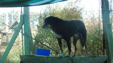 Chuly, en adopción