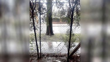 EL ÚLTIMO. Ayer a la madrugada ingresaron tras romper un alambrado..