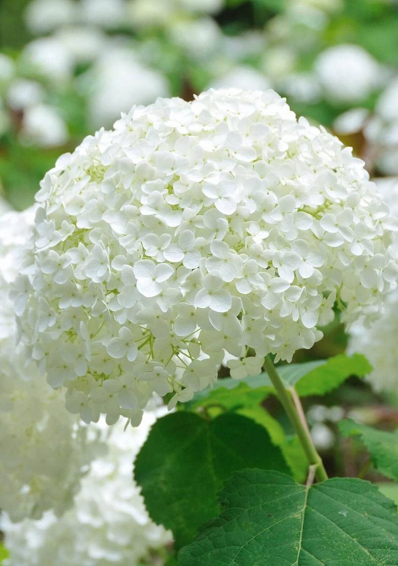 Hortensia, flores de otoño. (Canva)..jpg