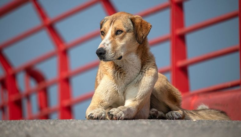 Símbolo de amor y resiliencia en América Latina. (petlife.mx).