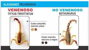 LOS VENENOSOS: peligrosos para el ser humano, el Tityus trivittatus, tiene las pinzas largas y finas, bien evidente la diferencia con el no venenoso, con pinzas cortas y más gruesas. La cola tiene doble aguijón, uno más prominente que el otro, a diferencia del no venenoso que solo tiene uno..