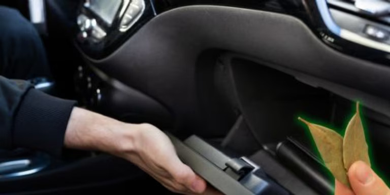 ¿Por qué tener laurel en la guantera del auto? (terra.cl)..png
