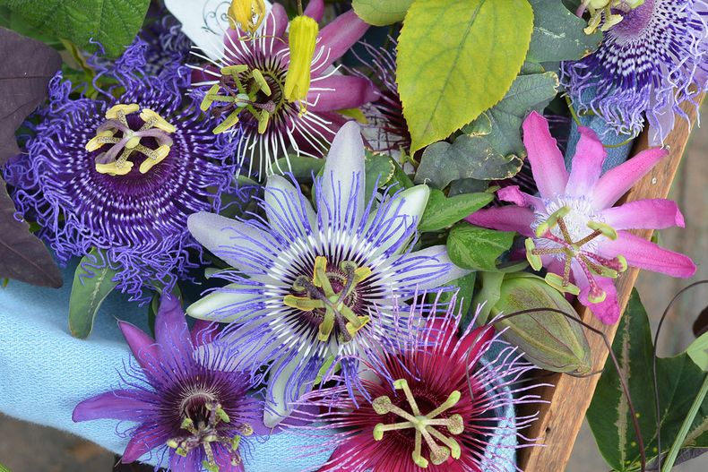 Variedades de la Pasiflora. (Flickr)..jpg