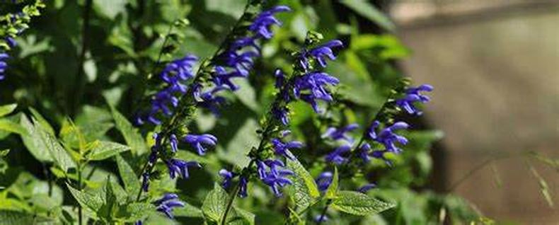 Salvia Guaranítica. (paizen.com.ar)..jpg