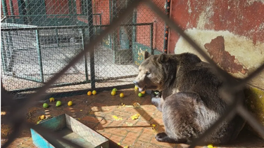 Uno de los osos que permanecían en el zoológico de Luján, clausurado en 2020.&nbsp;
