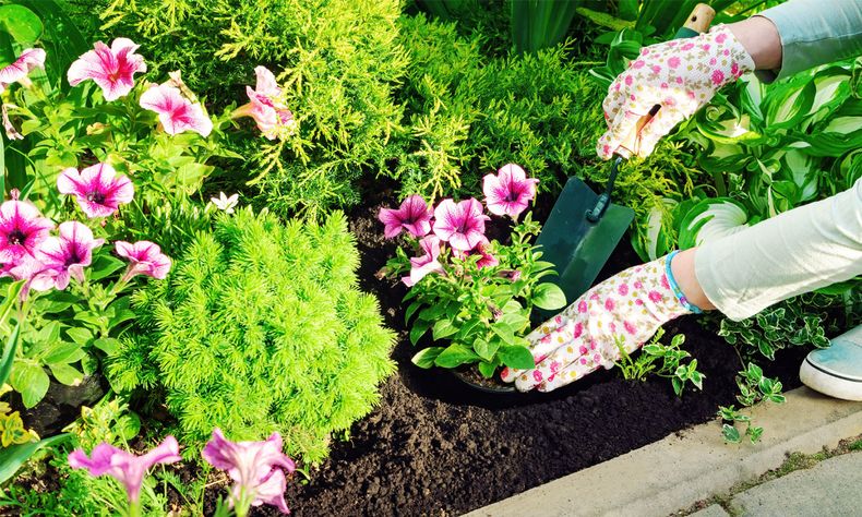 Plantas llenas de flores en verano. (viverosshangai.es)..jpg