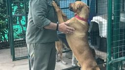 Un empleado especializado se ocupa del cuidado de los perros rescatados..