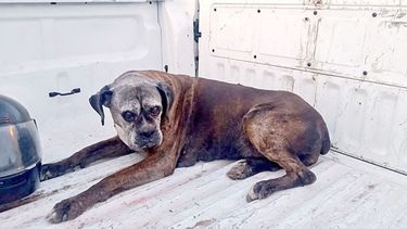 #ALaComunidad. Perrita bóxer adulta fue encontrada en cercanías de la pasarela de Panamericana y calle Castilla, Villanueva. Actualmente en tránsito al cuidado de Daiana  1122524639. Se busca ubicar a los propietarios o alguien que desee hacer adopción. LaPanaWeb / @lapanaweb..