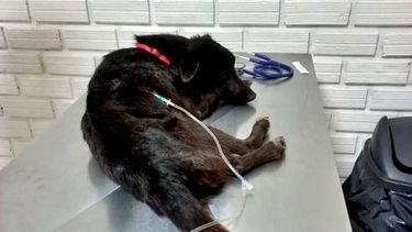 Vitto, el perro que sufrió el ataque.