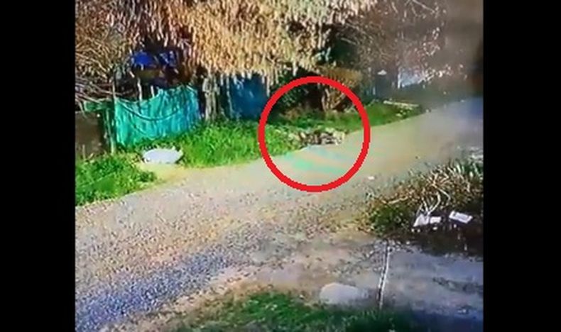 La mujer ya cayó al suelo por el ataque de los perros.