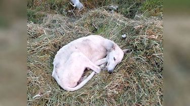 Está esta galgo hermosa tirada, no se levanta. Saben de alguien que la pueda ayudar? Yo tengo varios gatos y no puedo. Está en Ingeniero Emilio Mitre y Polonia (Del Viso). Del Viso es de Todos..
