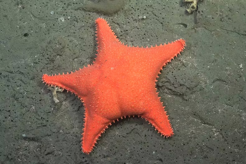 La famosa estrella culona descubierta en la expedición anterior. (Schmidt Ocean Institute).