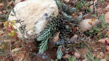 sedum sediforme, una planta crasa, medicinal y comestible