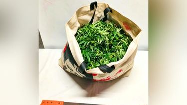 En la casa del agresor se secuestró una planta de cannabis sativa de gran porte. En la casa del agresor se secuestró una planta de cannabis sativa de gran porte.