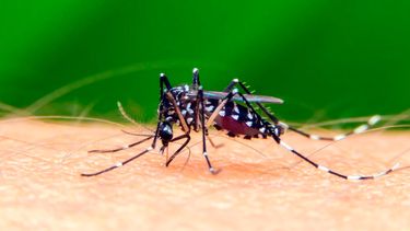 Pilar a Diario | Dengue. Foto. Infocampo..jpg