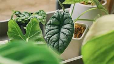 5 plantas de interior que según la NASA ayudan a purificar naturalmente el aire de nuestras casas