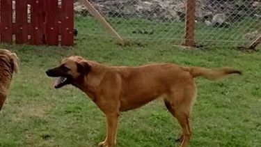 Luna, perdida en Fátima