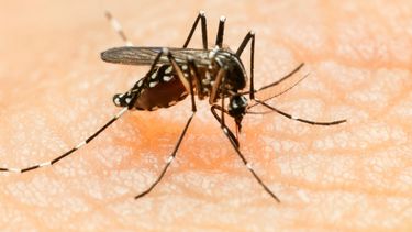 De acuerdo al último reporte del Ministerio de Salud, bajaron los casos pero subió el número de fallecidos por Dengue.