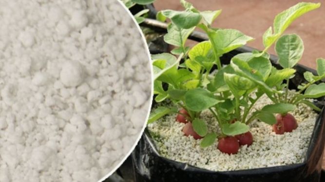Conocé las perlitas de jardinería, la solución para evitar que tus plantas mueran
