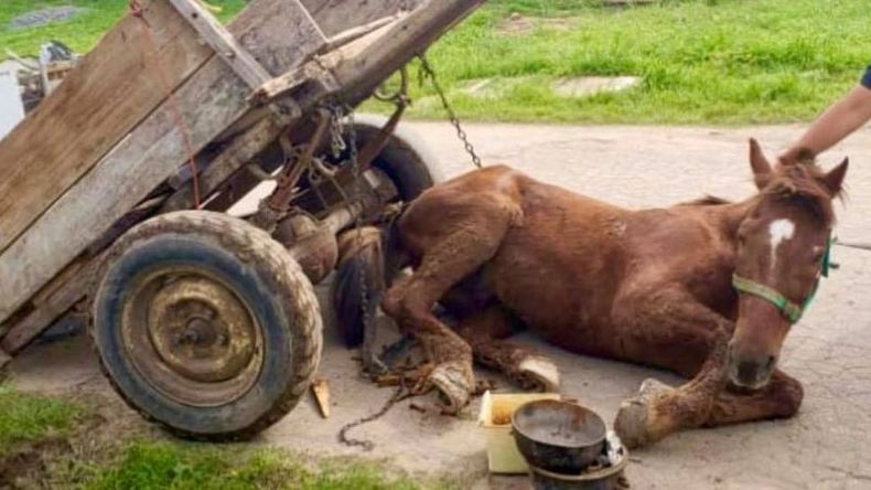 El animal presentaba signos de maltrato y desnutrición. .
