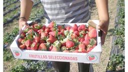 Se fortalece la producción de frutillas