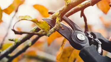 poda de arboles y arbustos en invierno: consejos