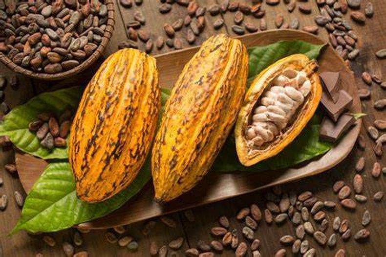 Cada vez se comprende mejor que el cacao es una semilla vegetal y no una golosina. (forbes.com.br)..jpg