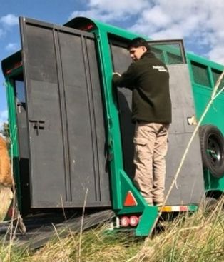 El ejemplar fue liberado en el Parque Nacional Ciervo de los Pantanos.