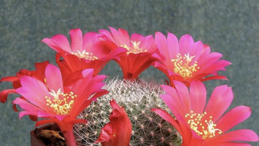 trucos para que tus cactus florezcan