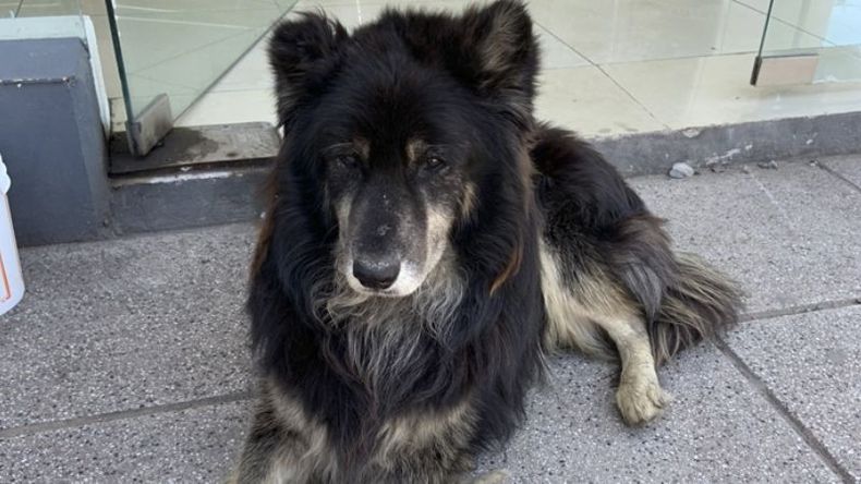 Este perro está abandonado o perdido en la panadería frente a la YPF del ACA. Pueden compartir así encuentra a su dueño o un nuevo hogar? No tiene dientes abajo y pareciera que no ve bien. #Pilar. Jesi / @jesi_cel..