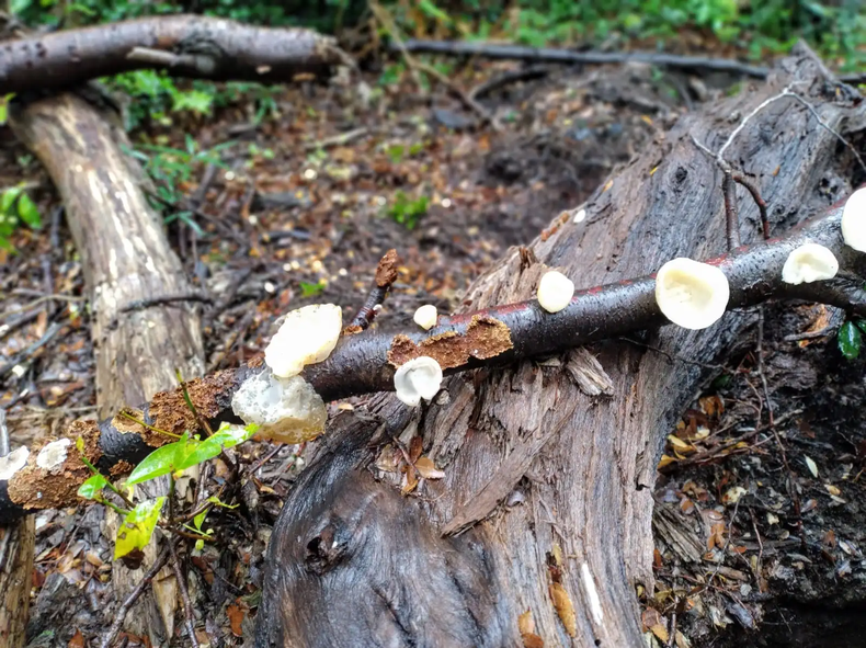 Hongos del Parque los Alerces. (Planeta Urbano)..webp