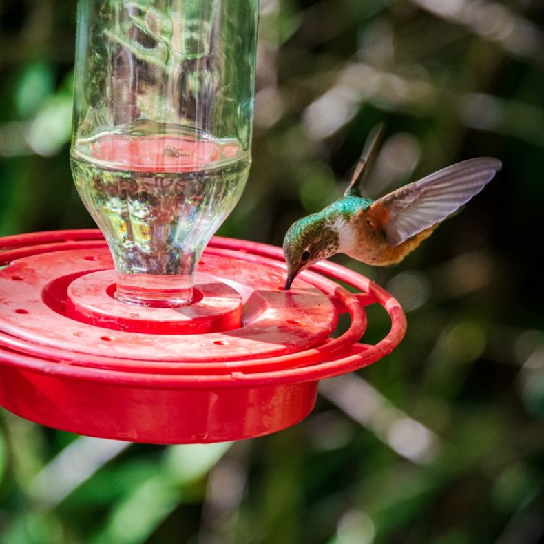 Limpiar correctamente los bebederos para colibríes en tu jardín. (Shutterstock). png