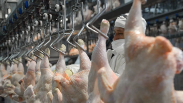 BARATO. El pollo se consigue a menos de 3 mil pesos por kilo en los supermercados.