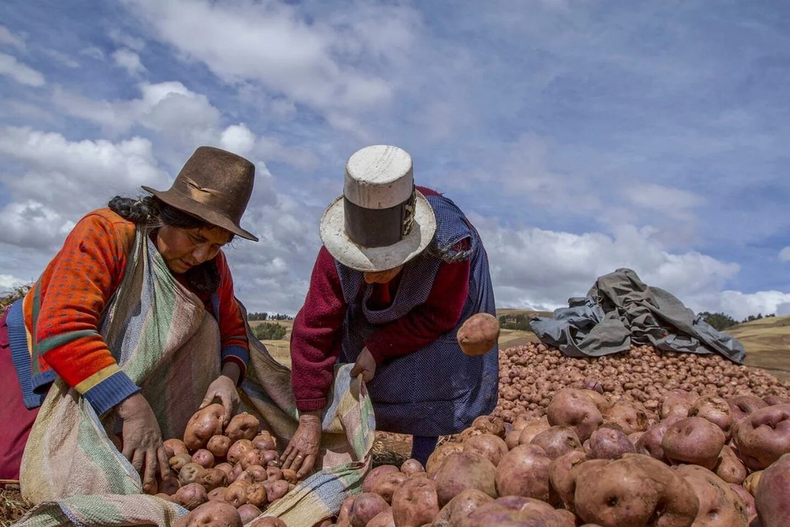 Originaria de la región andina de Perú. (Getty Images).png