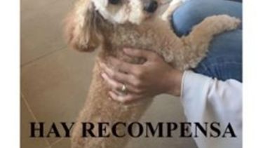 Lolo, perro perdido