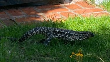 Un lagarto overo en el jardín de una casa en Parque Irizar.&nbsp;