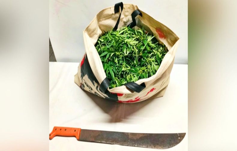 En la casa del agresor se secuestró una planta de cannabis sativa de gran porte.&nbsp;