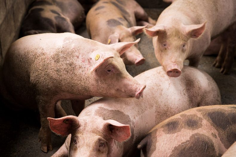 La triquinosis es producida por un parásito que habita en la carne de cerdo.
