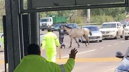 Caballo suelto