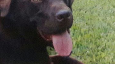 Labrador perdido