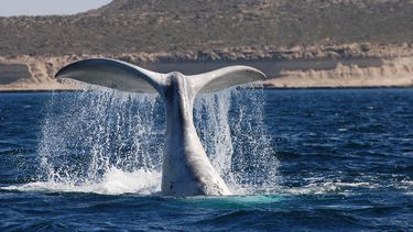 record historico de ballenas francas australes en peninsula valdes