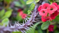 PLANTAS PARA LA PASCUA: la suculenta Corona de Cristo o Espinas de Cristo