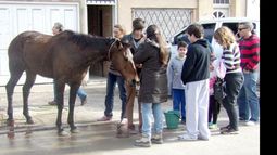 La yegua pudo ser detenida y asistida con ayuda de los vecinos..