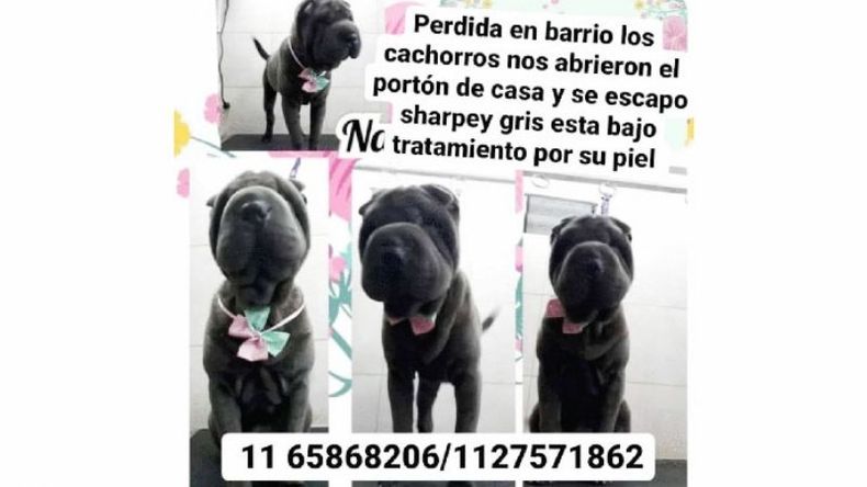 Se perdió el día miércoles 8 en Del Viso, barrio Los Cachorros. Shar Pei hembra, dos años. Está bajo tratamiento por su piel, por favor no sé dónde más publicar. Vale Alfonso..