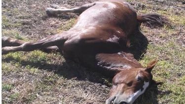 CONMOCIÓN. Uno de los animales muertos en Villa Luján. .