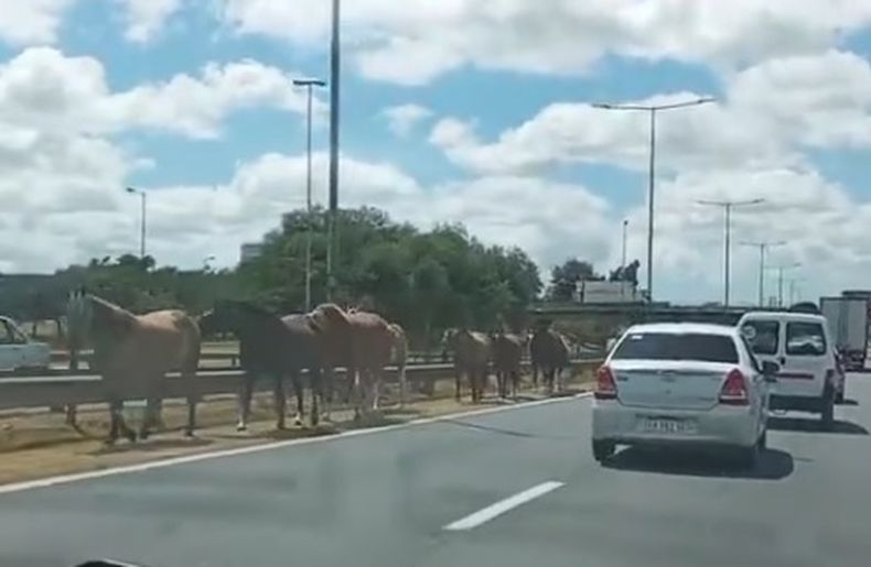 Los caballos caminaron por la banquina de la Panamericana.