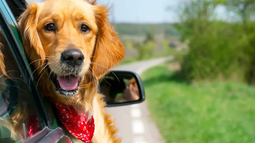 Verano 2025: consejos para viajar con tus mascotas