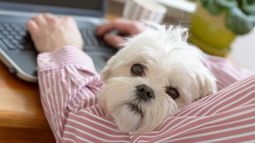 Día Mundial de Llevar el Perro al Trabajo