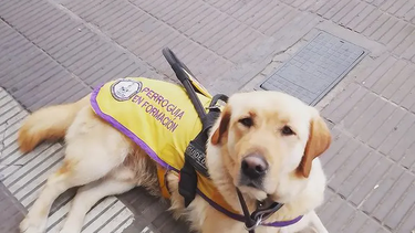 perros guia argentinos: ¿donde y como se entrenan?